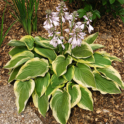 Hosta 'Island Breeze' (Plantain Lily)