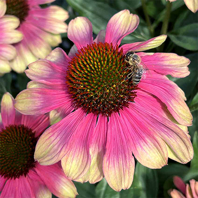 Color Coded® 'The Fuchsia is Bright' Coneflower (Echinacea