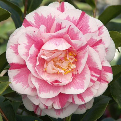 Camellia japonica 'Debutante' - 2 gallon - Camellia - Theaceae (The Tea  family)